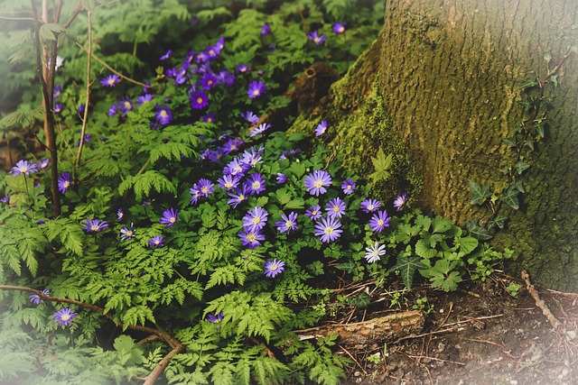 Free Flowers Flower Wallpaper photo and picture