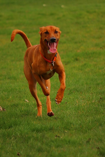 Free Dog Grass photo and picture