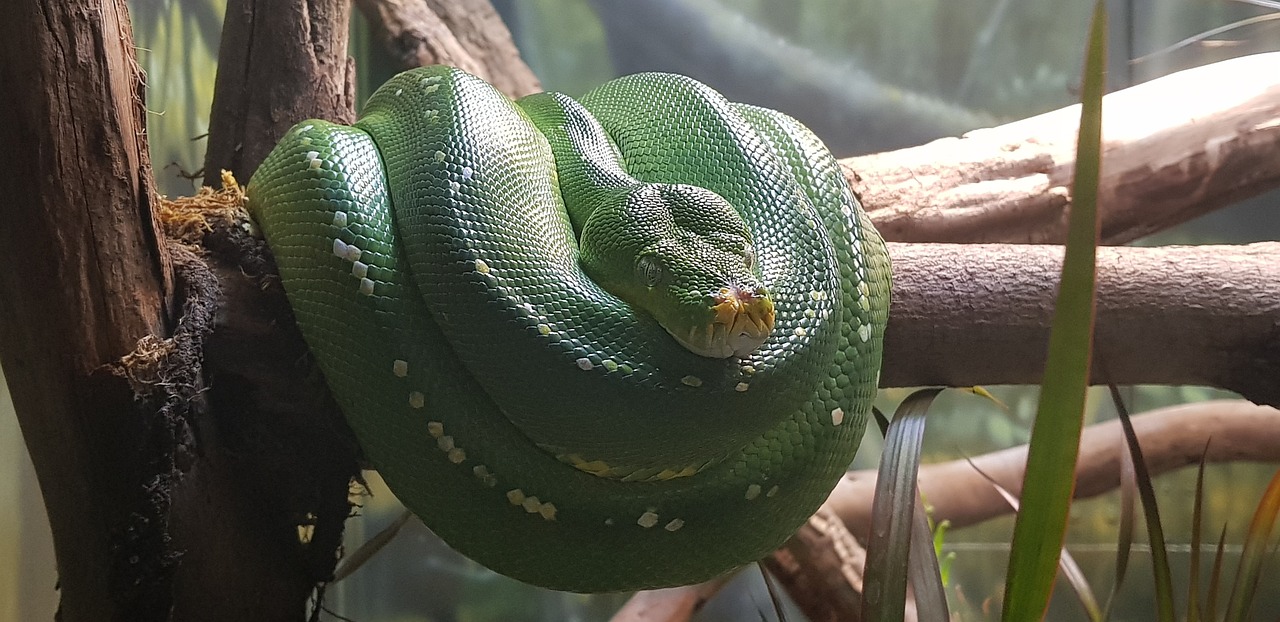 Python Green Snake - Free photo on Pixabay
