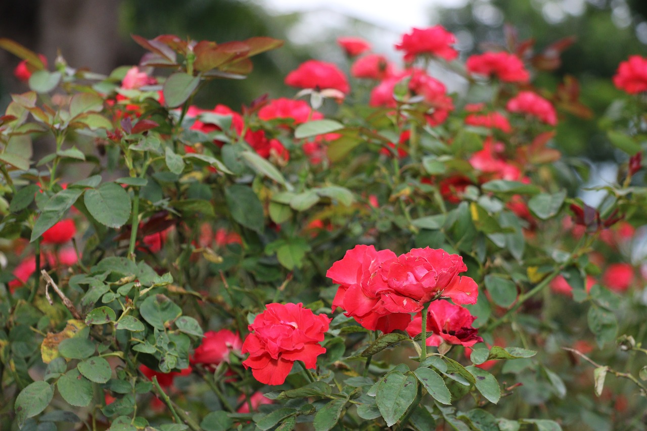 St Valentin Roses Rose Saint - Photo gratuite sur Pixabay - Pixabay