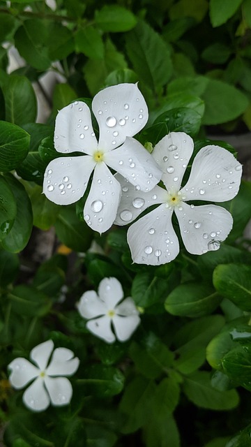 Free Garden Nature photo and picture