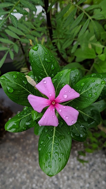 Free Flower Pink photo and picture