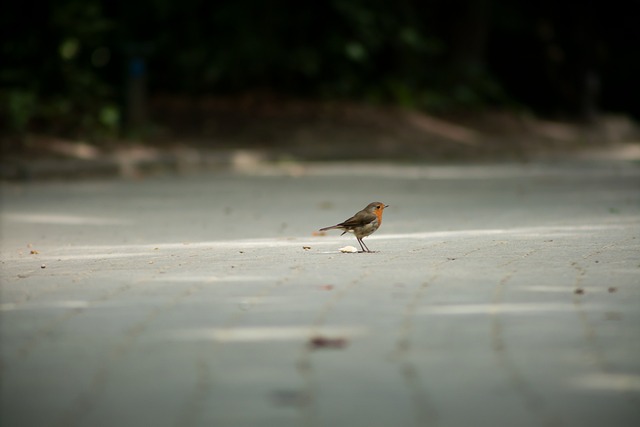 Fugl, Spurve, Vogel, Vinge, Natur, Jord