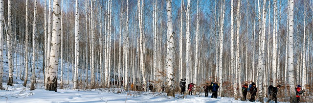 birch, tree, forest, white, nature, birch forest, winter, original we, original modern birch trees forest
