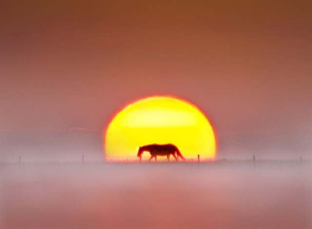 Hest, Heste, Solopgang, Tåge, Sunrise