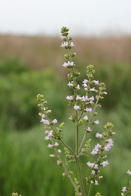 Wildflower, Natur, Knop, Udendørs, Miljø