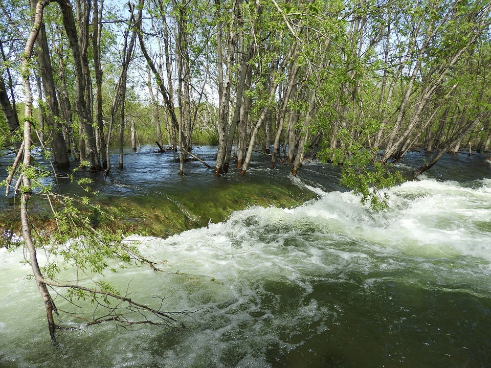 Flood Stream Forest - Free photo on Pixabay