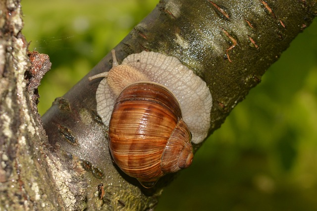 Free Snail Shell photo and picture