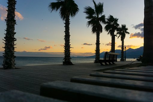 Palmeira, Palma, Praia, Natureza, Oceano