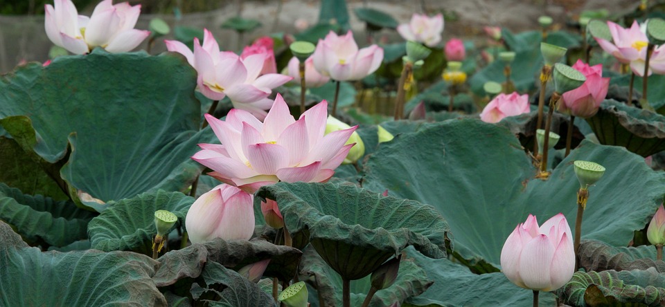 English Lotus Flower Pink - Free photo on Pixabay