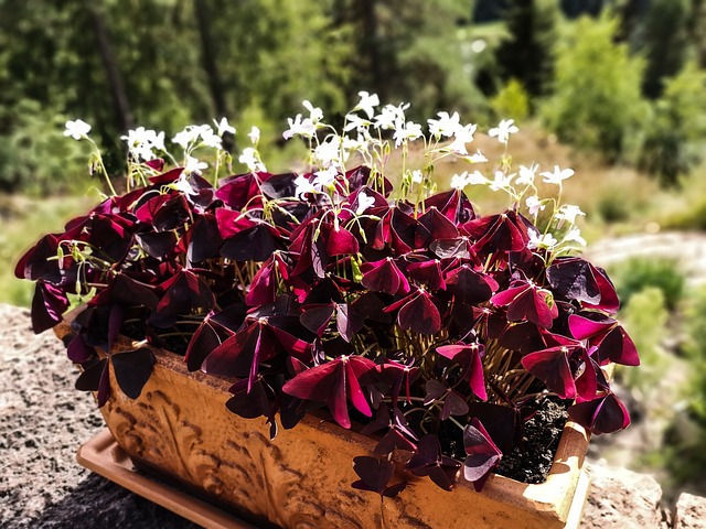Rote Blumen, Natur, Rose, Garten