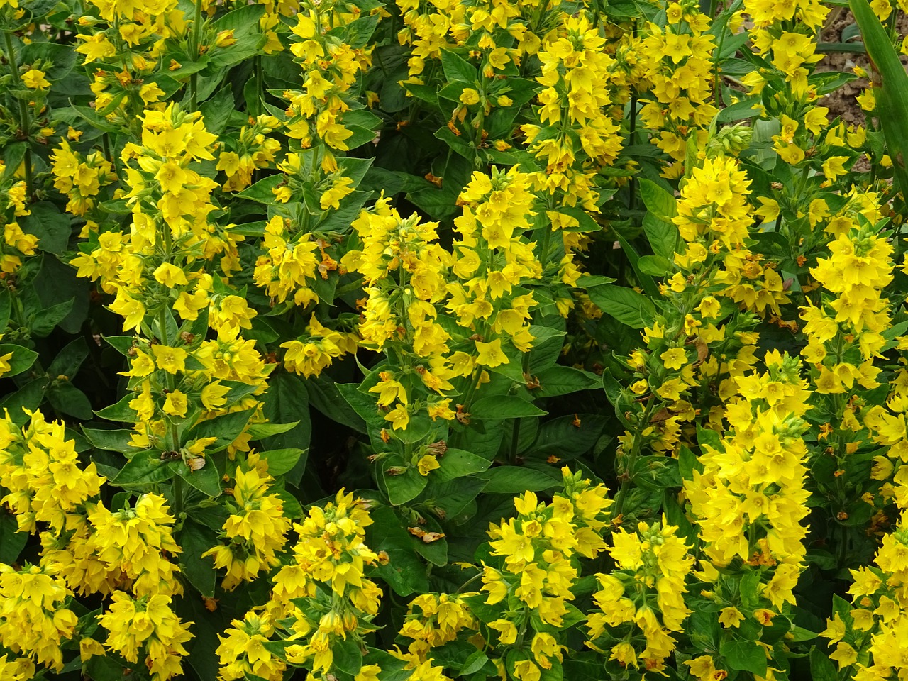 Bunga-Bunga Padang Rumput Kuning - Foto gratis di Pixabay - Pixabay