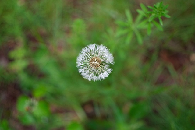 Free Dandelion Flower photo and picture
