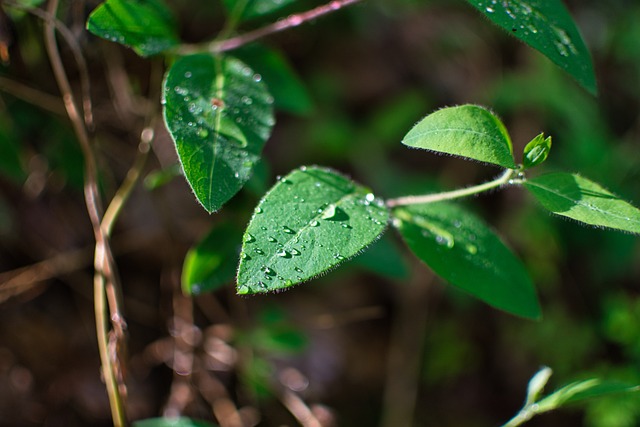 Free Leaves Dew photo and picture