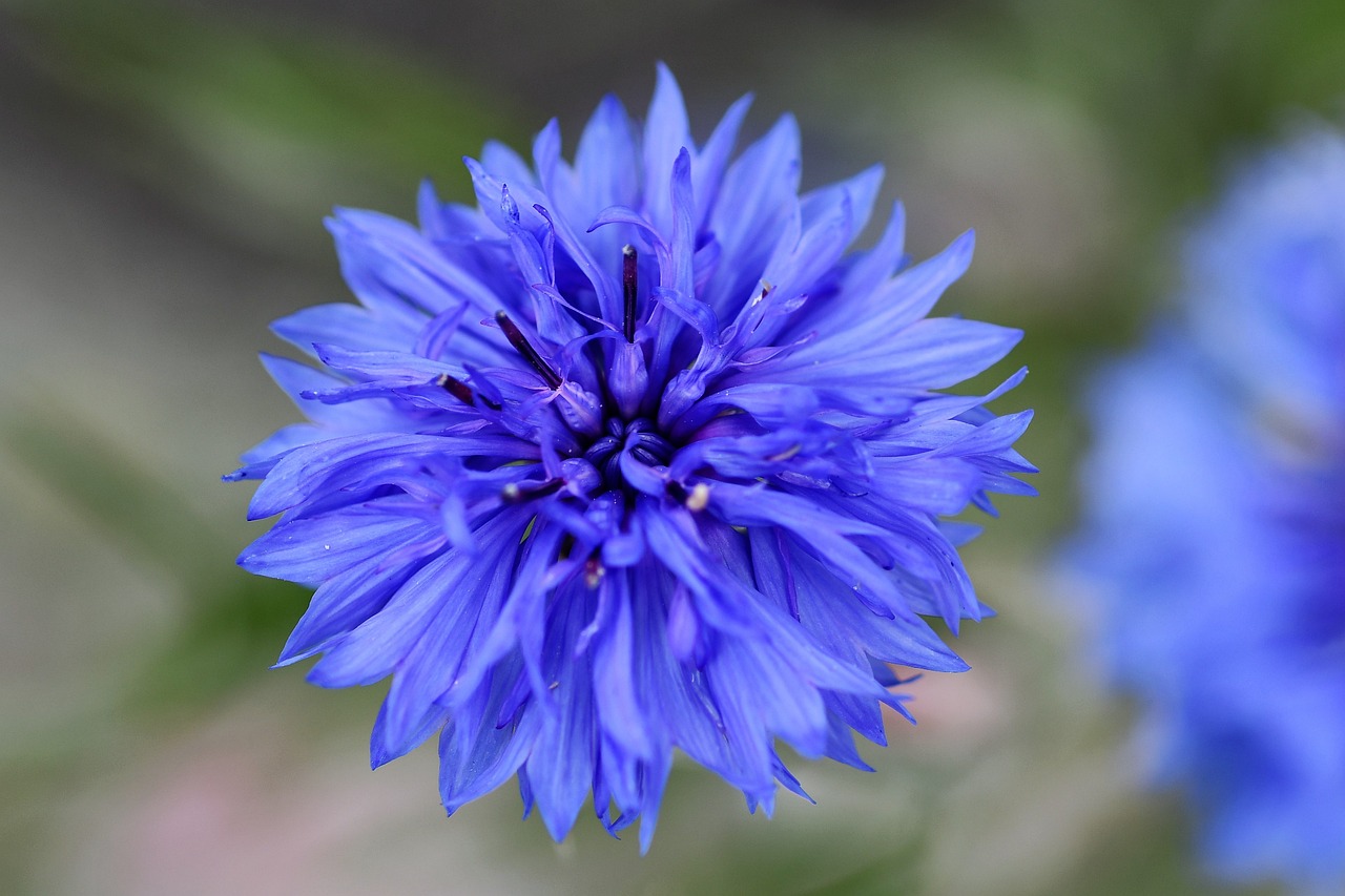 花 青 花びら - Pixabayの無料写真 - Pixabay