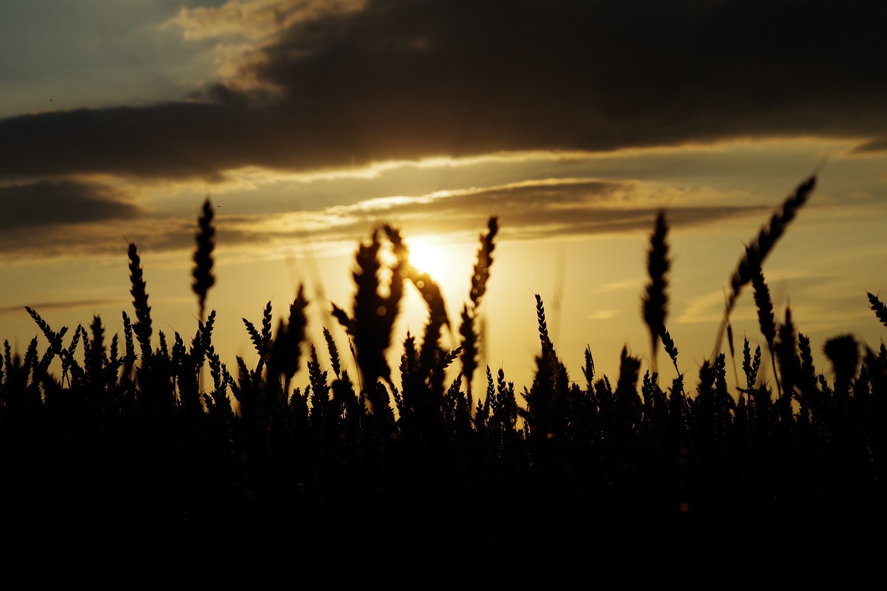 Wheat Grain Barley Free photo on Pixabay Pixabay