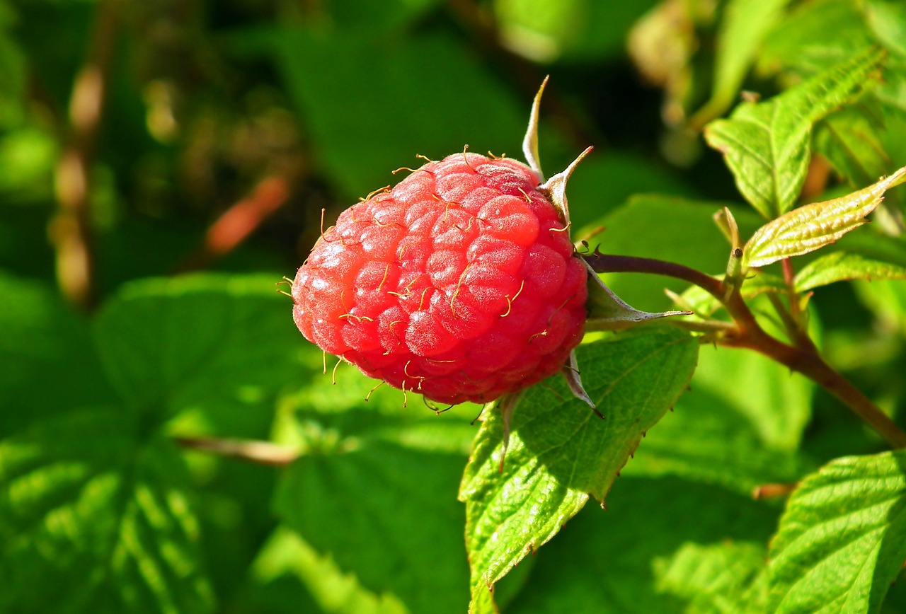Fruit Raspberries Food Free photo on Pixabay Pixabay