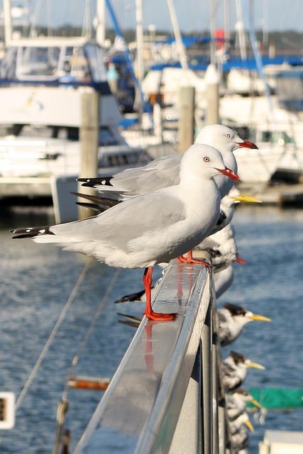Pássaros, Mar, Ave, Marina, Animal