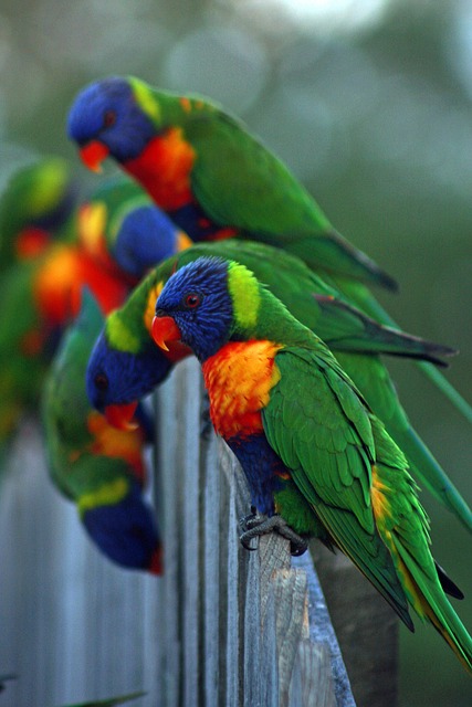 Pássaro, Papagaio, Colorido, Animal