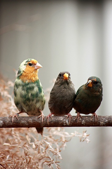 Pássaro, Plumagem, Animais, Filiais