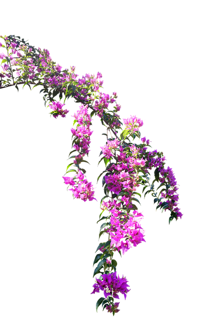 Free flowers petals nature illustration