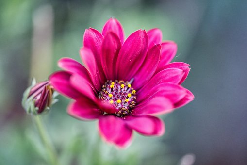 Free Flower Blossom photo and picture