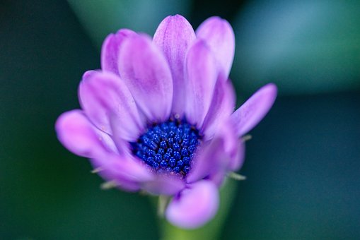 Free Flower Flower Wallpaper photo and picture