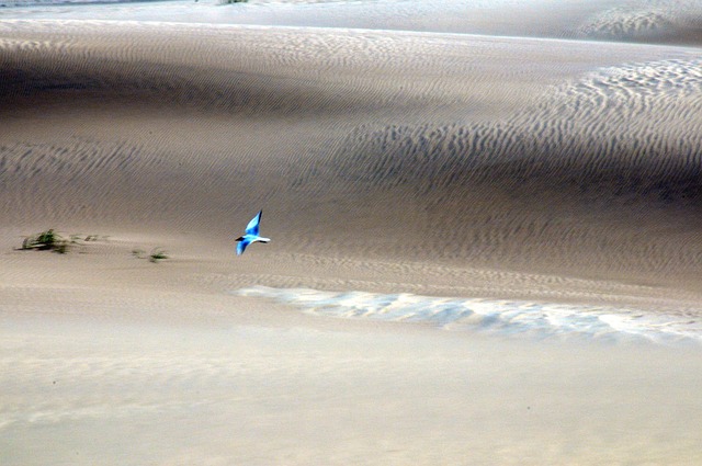 Free Beach Summer photo and picture
