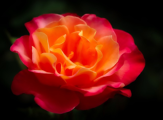 Free Rose Petals photo and picture