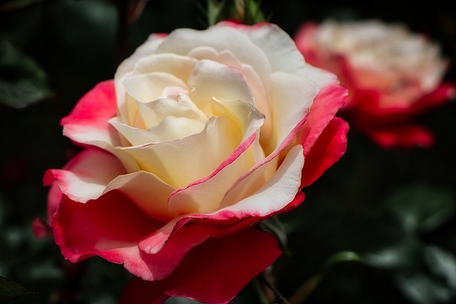 Free Flower Flower Background photo and picture