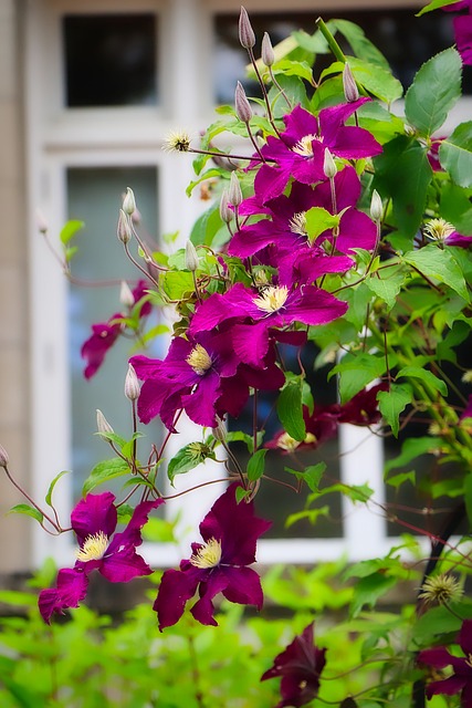 Free Flowers Flower Wallpaper photo and picture