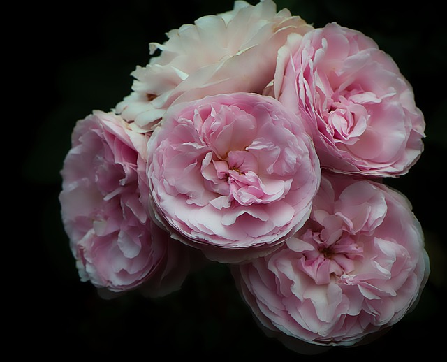 Free Rose Flower photo and picture