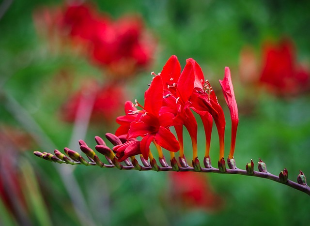 Free Wildflower Petals photo and picture