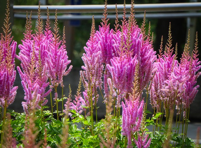 Free Wild Flowers Pink photo and picture