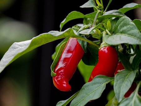 Free Chilli Plant photo and picture
