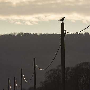 Fugl, Natur, Silhuet, Kabel, Tråd