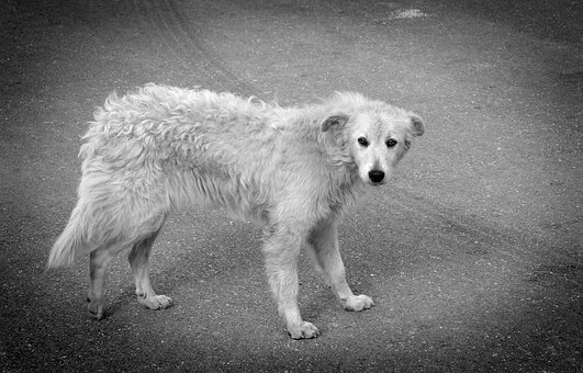 Hund, Abkommen, Tier, Augen, Pelz, Ohren