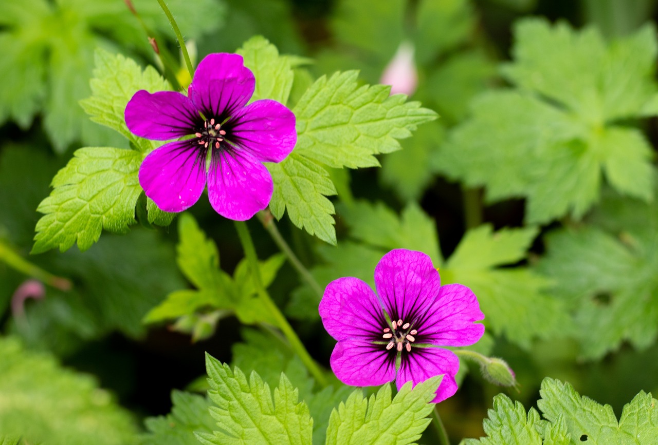 Geranium ' Ann Folkhard Flowers - Free photo on Pixabay