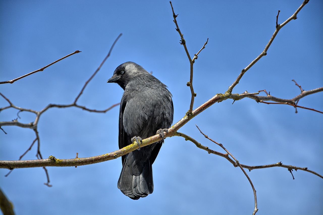 カラス 鳥 木 - Pixabayの無料写真 - Pixabay