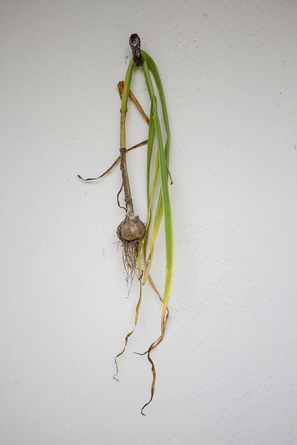 Free Garlic Wall photo and picture