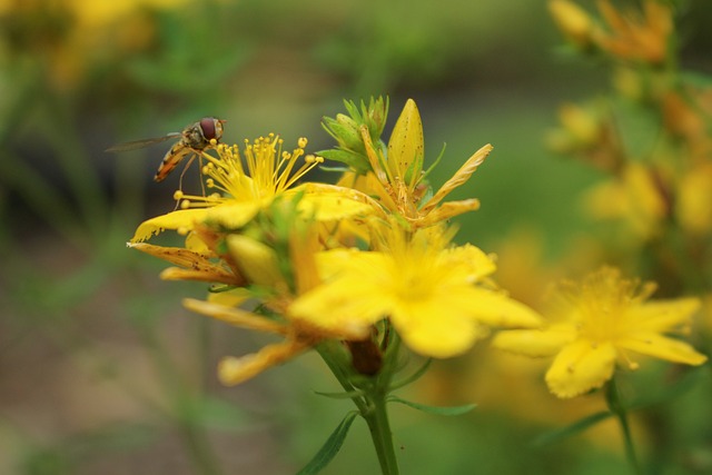 Free Insect Bug photo and picture
