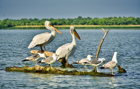 Bồ Nông, Hải Âu, Chim, Loài Chim Nước