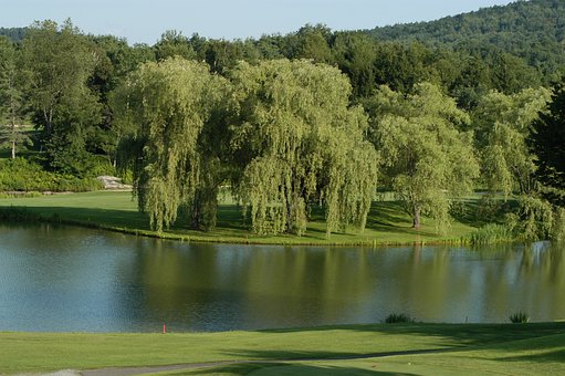 Free Lake Trees photo and picture