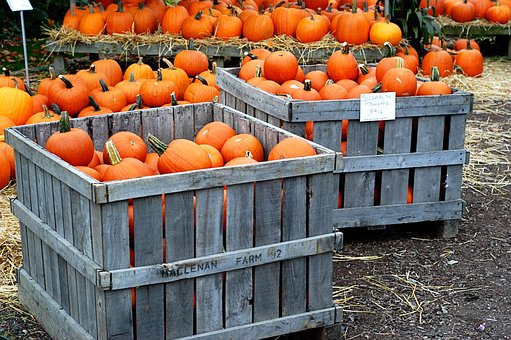Free Pumpkins Harvest photo and picture