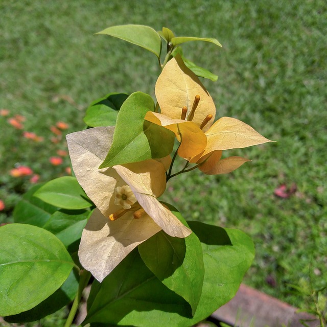 Bougainvillea, Flori, Grădină, Suvarna