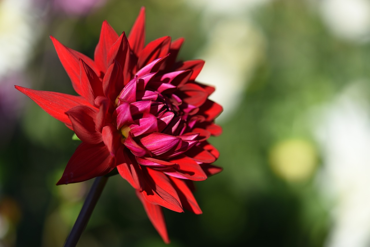 Flower Petals Dahlia Free photo on Pixabay Pixabay