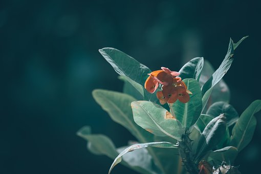 Blume, Blätter, Blumen Hintergrund