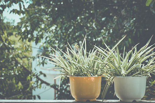 Pflanzen, Schöne Blumen, Topfpflanzen
