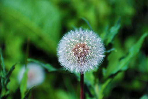 Free Dandelion Laptop Wallpaper photo and picture