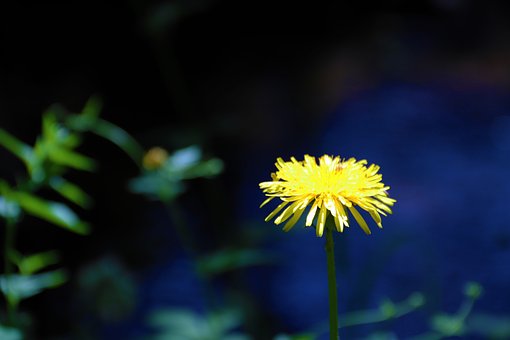 Free Flower Petals photo and picture
